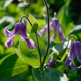 Mongolian Bells Clematis